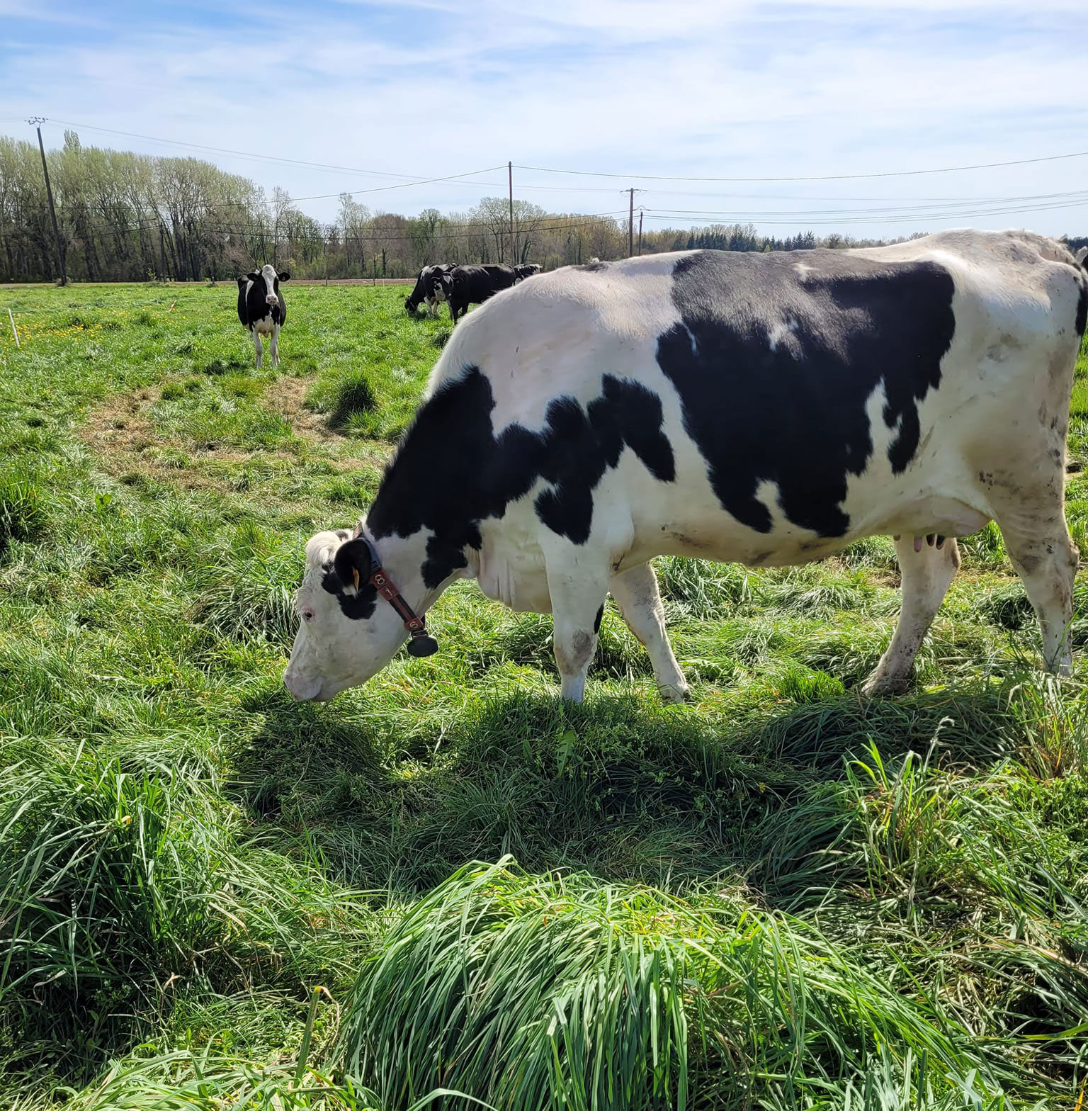 Fromage de Vache CHEVERNY